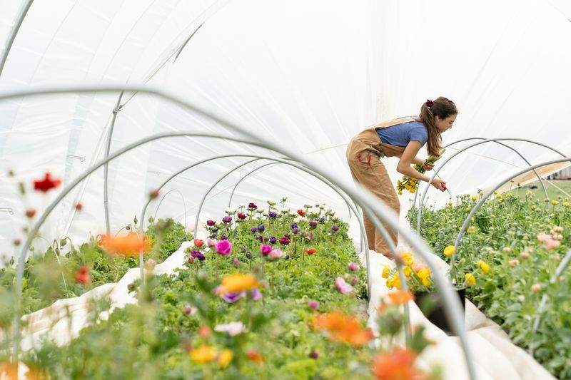 Élagage léger et soins des arbres